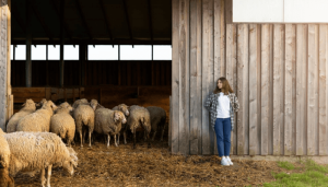 Sheep Live in Pen or Shed
